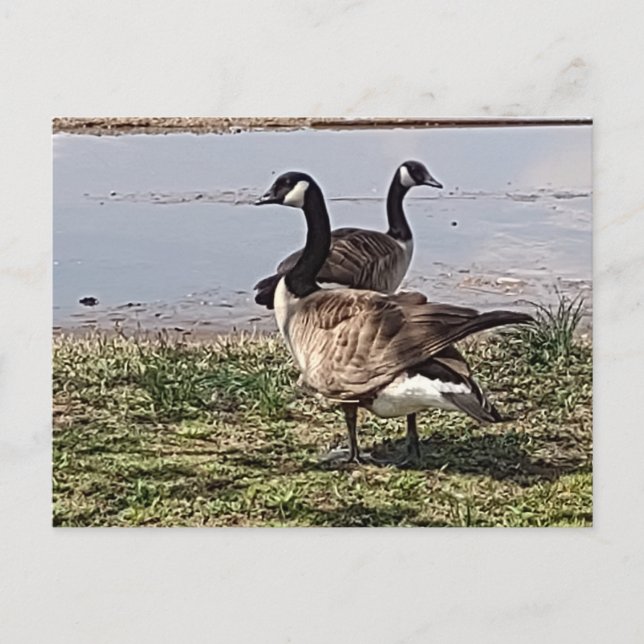 Carte postale GEESE (Devant)