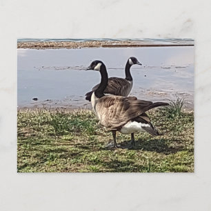Carte postale GEESE