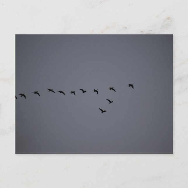 Carte Postale Geese's  (Devant)