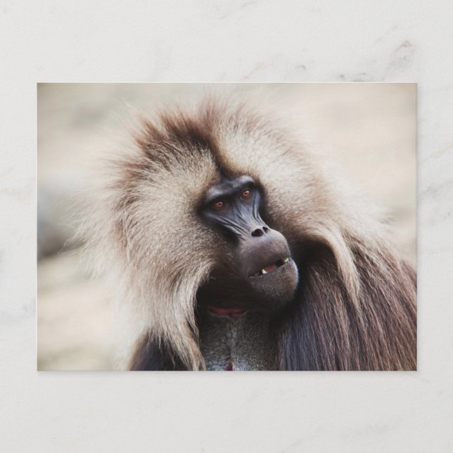 Carte Postale Gelada Baboon, Éthiopie (Devant)