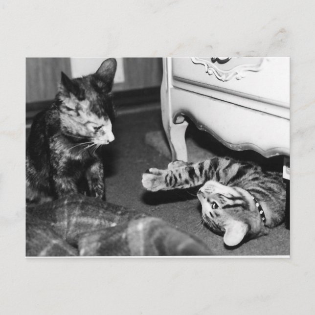 Carte Postale Gemini & Whisper (Devant)