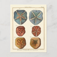 Gemmes Dollars De Sable