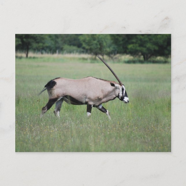 Carte Postale Gemsbok antilope (Devant)