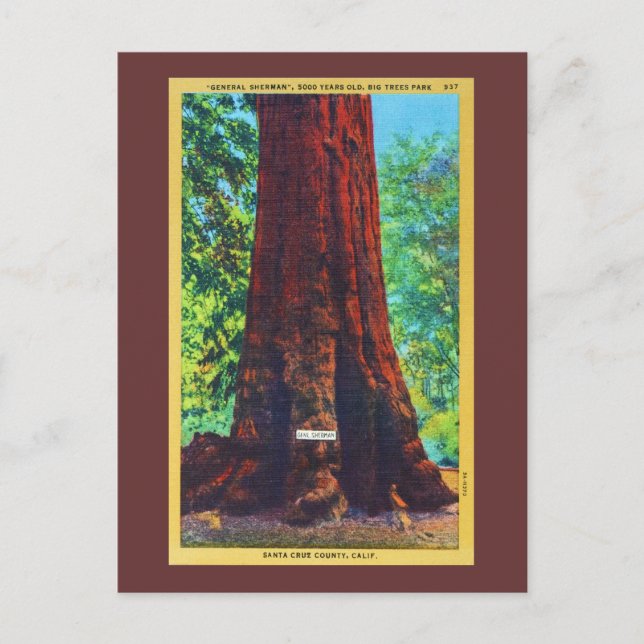 Carte Postale "Général Sherman", 5000 Ans, Big Trees Park (Devant)