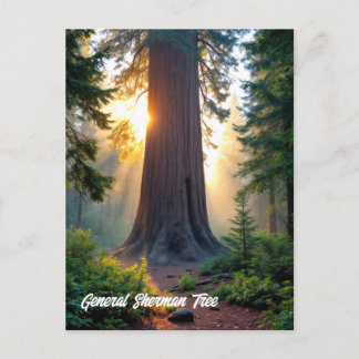 Carte Postale Général Sherman Tree - Californie