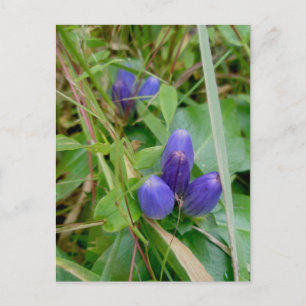 Carte postale Gentian fermée