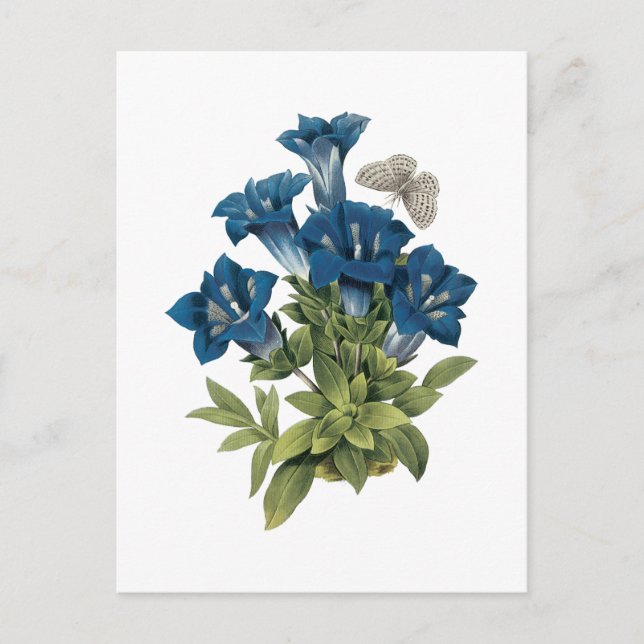 Carte Postale gentian(Gentianae acaulis) par Redouté (Devant)