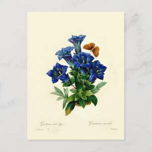 Carte Postale Gentiana aucalis