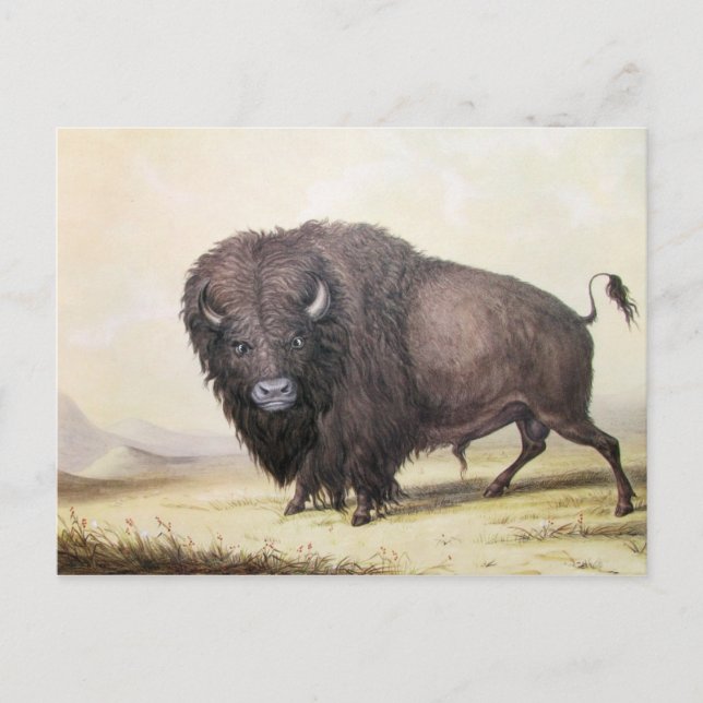 Carte Postale George Catlin - Bull Buffalo (Devant)