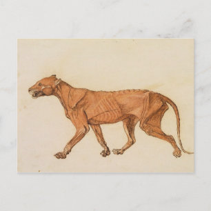 Carte Postale George Stubbs Tigre, Vue latérale, Peau retirée,