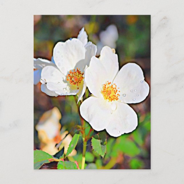 Carte Postale Georgia Cherokee Rose (Devant)
