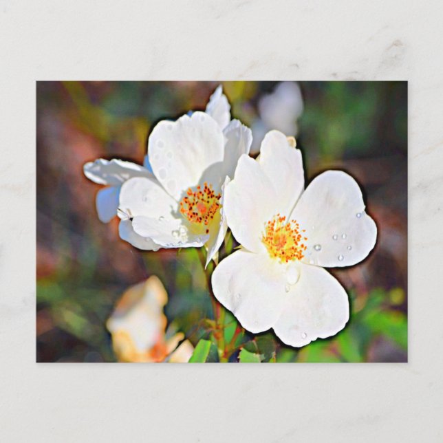 Carte Postale Georgia Cherokee Rose (Devant)