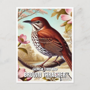 Carte Postale Georgia State Bird Brown Thrasher