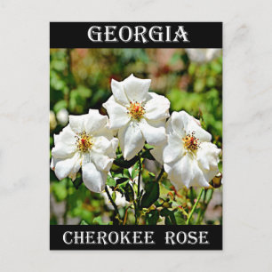 Carte Postale Géorgie Cherokee Rose 2