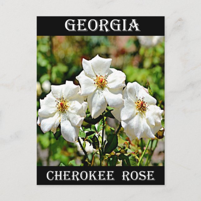 Carte Postale Géorgie Cherokee Rose 2 (Devant)