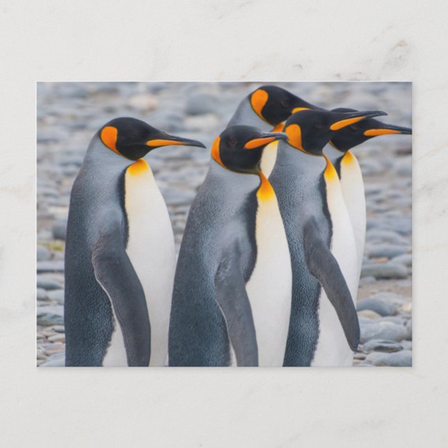 Carte Postale Géorgie du Sud. Manchots royaux (Devant)