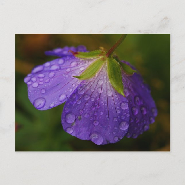 Carte postale Geranium (Devant)