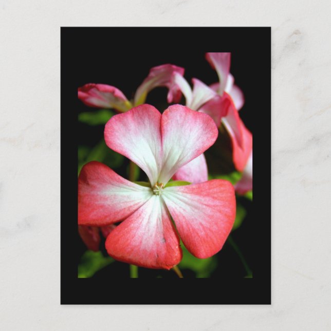 Carte Postale Geranium 'Alberta' (Devant)