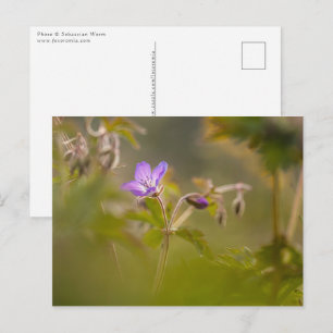 Carte Postale Geranium Blossom