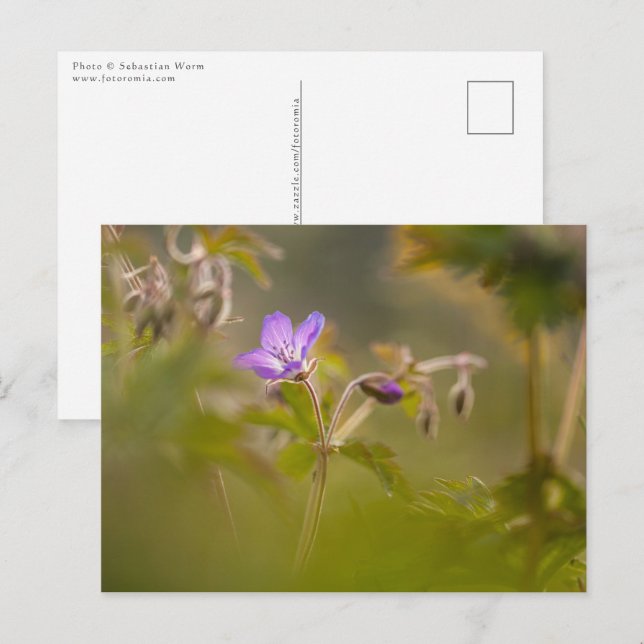 Carte Postale Geranium Blossom (Devant / Derrière)