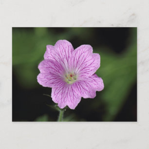 Carte Postale Geranium Endressii