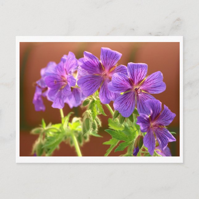 Carte postale Geranium Flower (Devant)