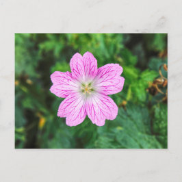 Carte postale Géranium rose