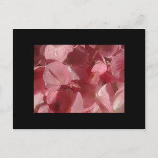 Carte Postale Géranium rose : presque solide Rose clair