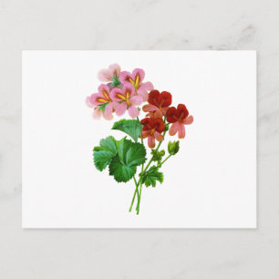 Carte Postale Geranium Variete par Pierre Joseph Redoute