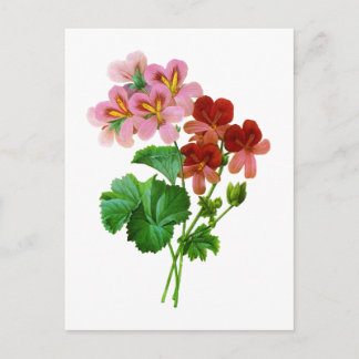 Carte Postale Geranium Variete par Pierre Joseph Redoute