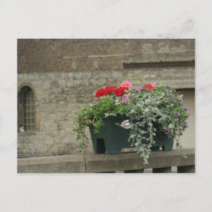 Carte Postale Geraniums