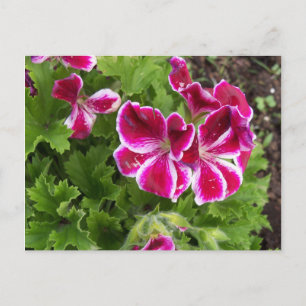 Carte postale Geraniums