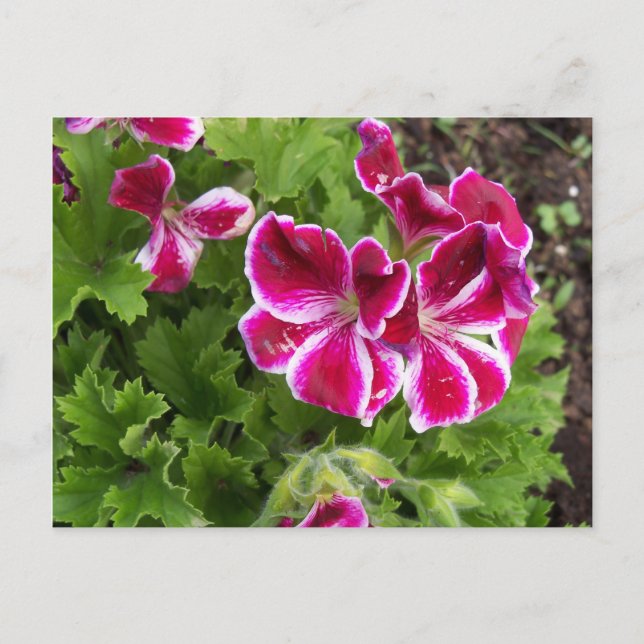 Carte postale Geraniums (Devant)