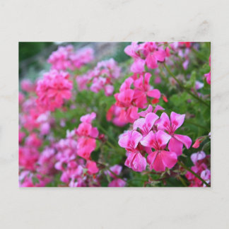 Carte postale Geraniums
