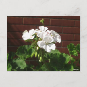 Carte Postale Geraniums blancs 6