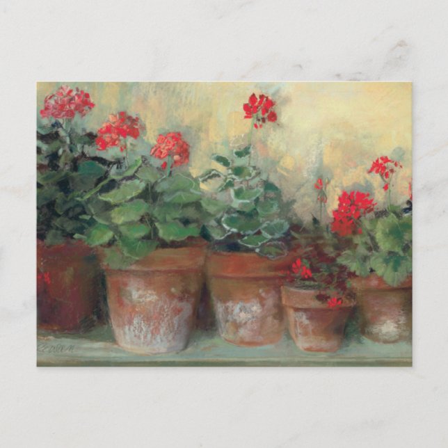 Carte Postale Geraniums dans les pots (Devant)