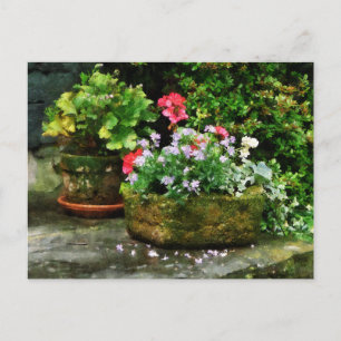 Carte Postale Geraniums et fleurs de lavande sur les marches de 