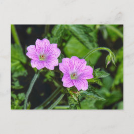 Carte Postale Geraniums roses