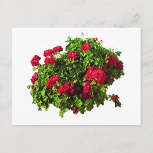 Carte Postale Geraniums rouges
