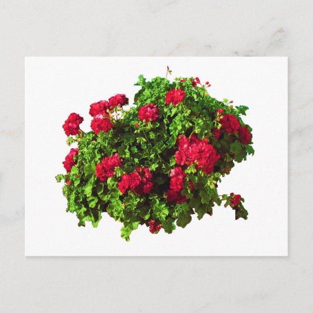 Carte Postale Geraniums rouges (Devant)