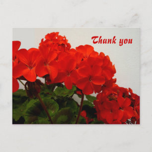 Carte Postale Geraniums rouges