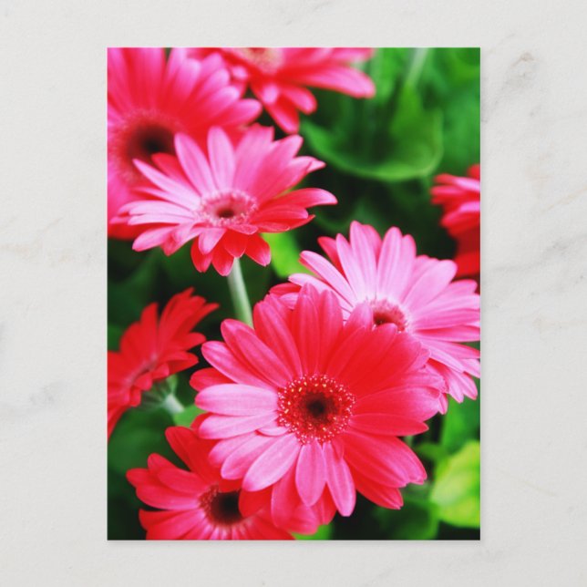 Carte Postale Gerber (Devant)