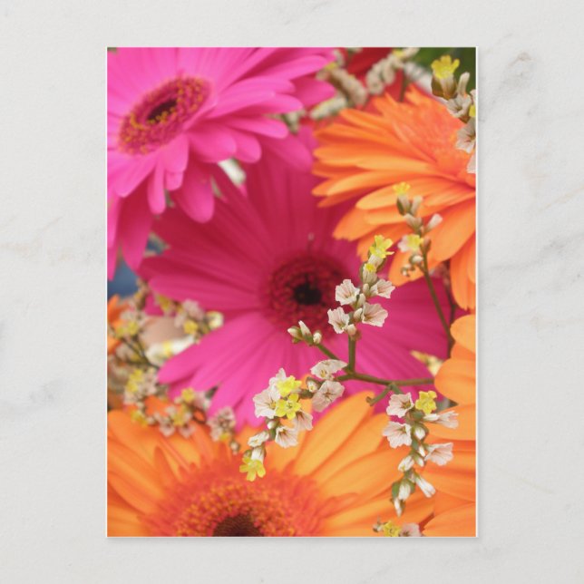 Carte Postale Gerber Daisy (Devant)
