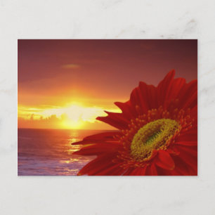 Carte Postale Gerber Daisy et coucher du soleil