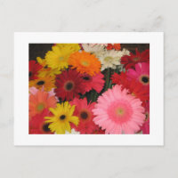 Gerbera