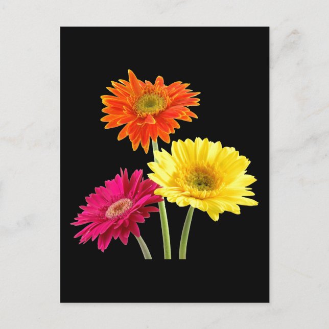 Carte Postale Gerbera Daisies (Devant)