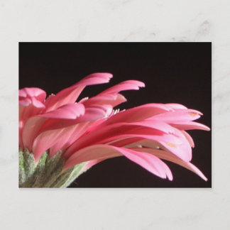 Carte Postale gerbera daisy