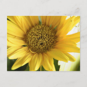 Carte Postale Gerbera Daisy