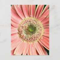 Gerbera Daisy