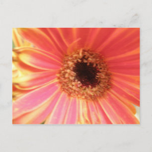 Carte postale Gerbera Daisy Flower